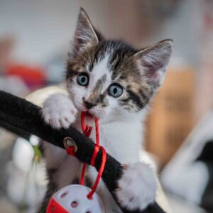 Cat Toys