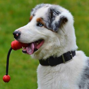 Dog Toys