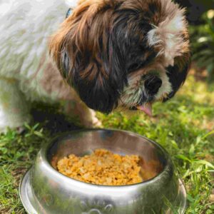 Feeding & Bowls